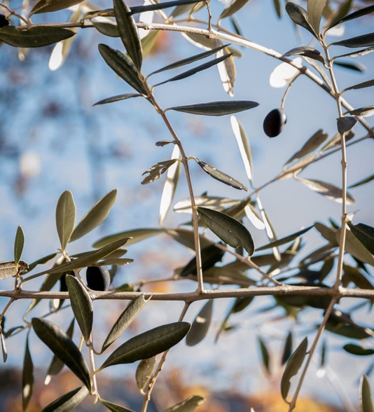 Olivier de Nice Cailletier